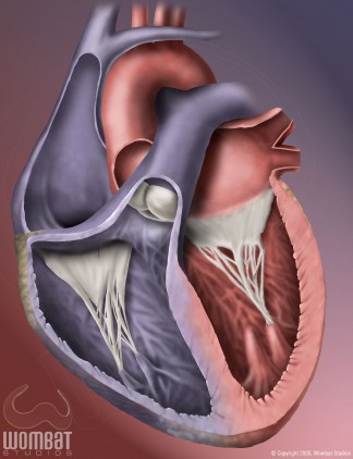 Heart Illustration - View 1