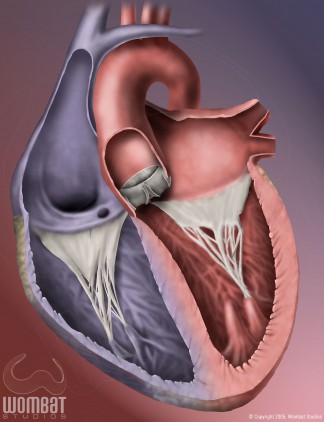Heart Illustration - View 3