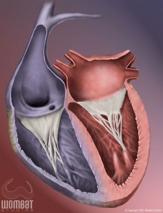 Heart Illustration - View 2